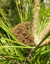 Close-up of insect on plant