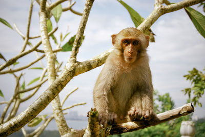 Low angle view of monkey