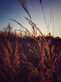 Close-up of wheat growing on field against sky