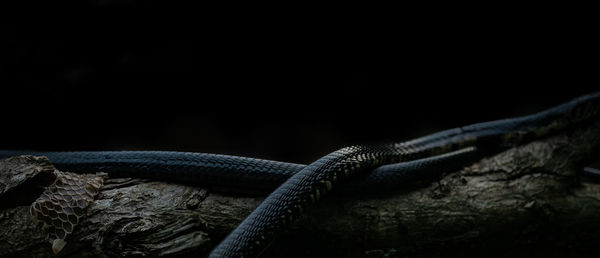 Close-up of lizard on black background