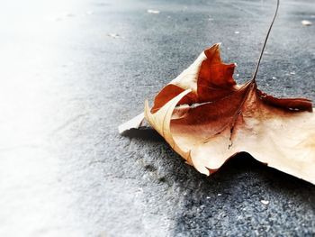 Close-up of dry maple leaf on road
