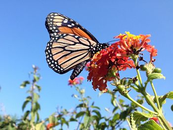 Low angle view of butterfly on flowers