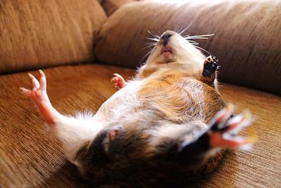 Close-up of animal sleeping on sofa at home