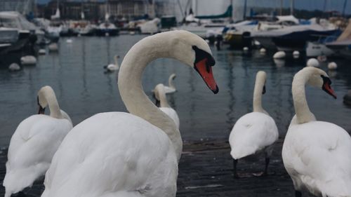 Close-up of swans on lake