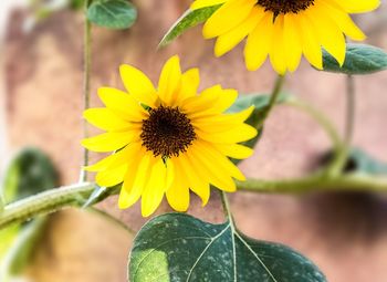 Close-up of yellow sunflower blooming outdoors