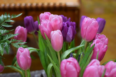 Close-up of pink tulips