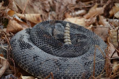 Close-up of snake on field