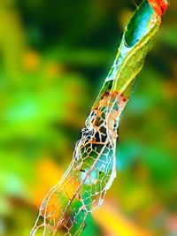 Close-up of butterfly on leaf