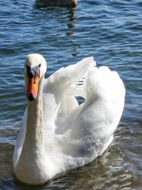 Close-up of swan in lake