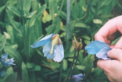 Close-up of insect on flower