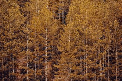 High angle view of pine trees in forest