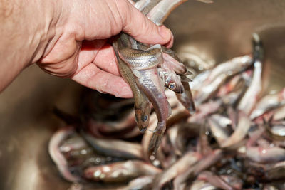 Close-up of hand holding fish