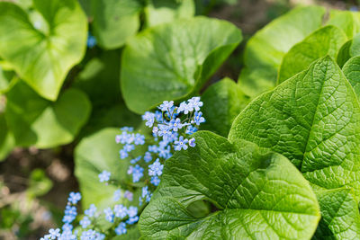 Beautiful photo of forget-me-nots close-up. myosotis.