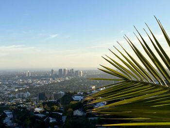 Palm trees and buildings against sky