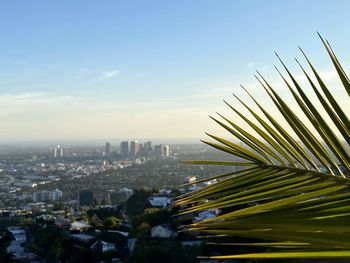 A view of beverly hills/ west los angeles/ west hollywood from the hollywood hills 