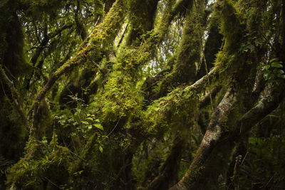 Scenic view of forest