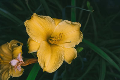 Close-up of red flower