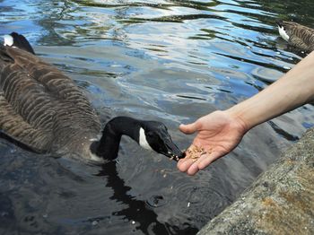 High angle view of hand feeding bird