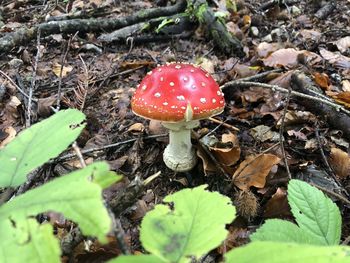 Close-up of mushroom growing on field