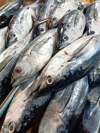 Close-up of fish for sale in market