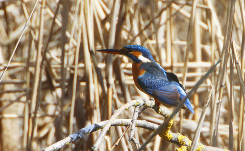 Close-up of bird perching on branch