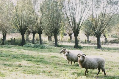 Sheep standing in a field