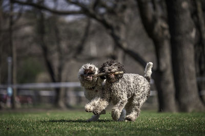 Small dog in a field