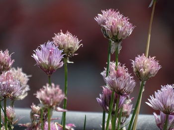 Close-up of pink flowering plants