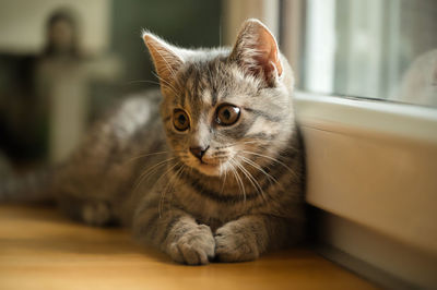 Close up of a young cat lying next to the window