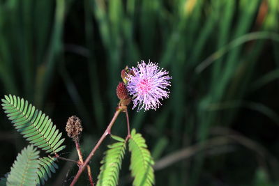 Close-up of purple flowers