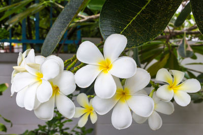 Close-up of white flowering plant