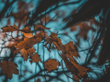 Close-up of maple leaves on tree