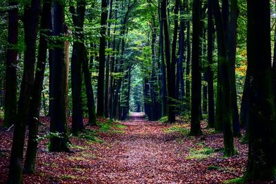 Footpath amidst trees in forest during autumn