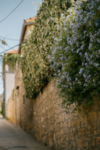 Ivy growing on wall of building