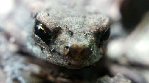 Close-up portrait of crab