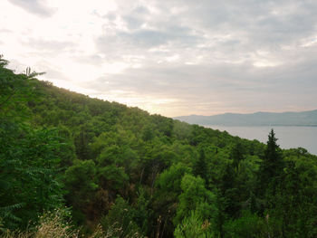 Scenic view of forest against sky