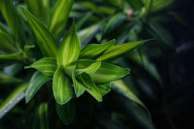 Close-up of green leaves on plant at field
