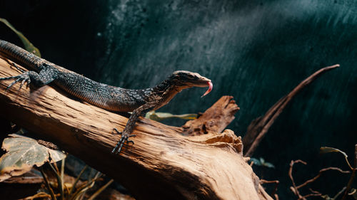 Close-up of lizard on log