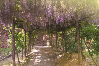 Scenic view of flowering tree by footpath