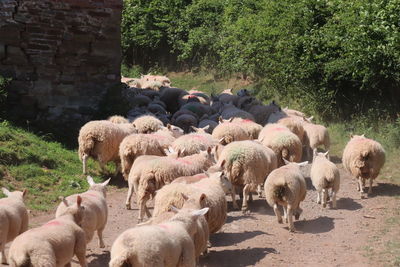 Traffic jam in the countryside 