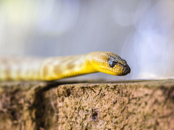 Close-up of an animal