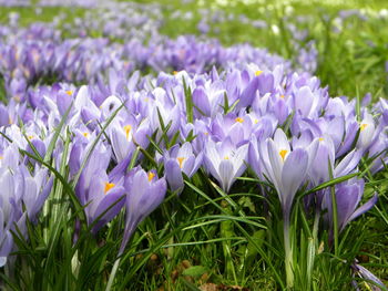 Close-up of purple crocus flowers on field