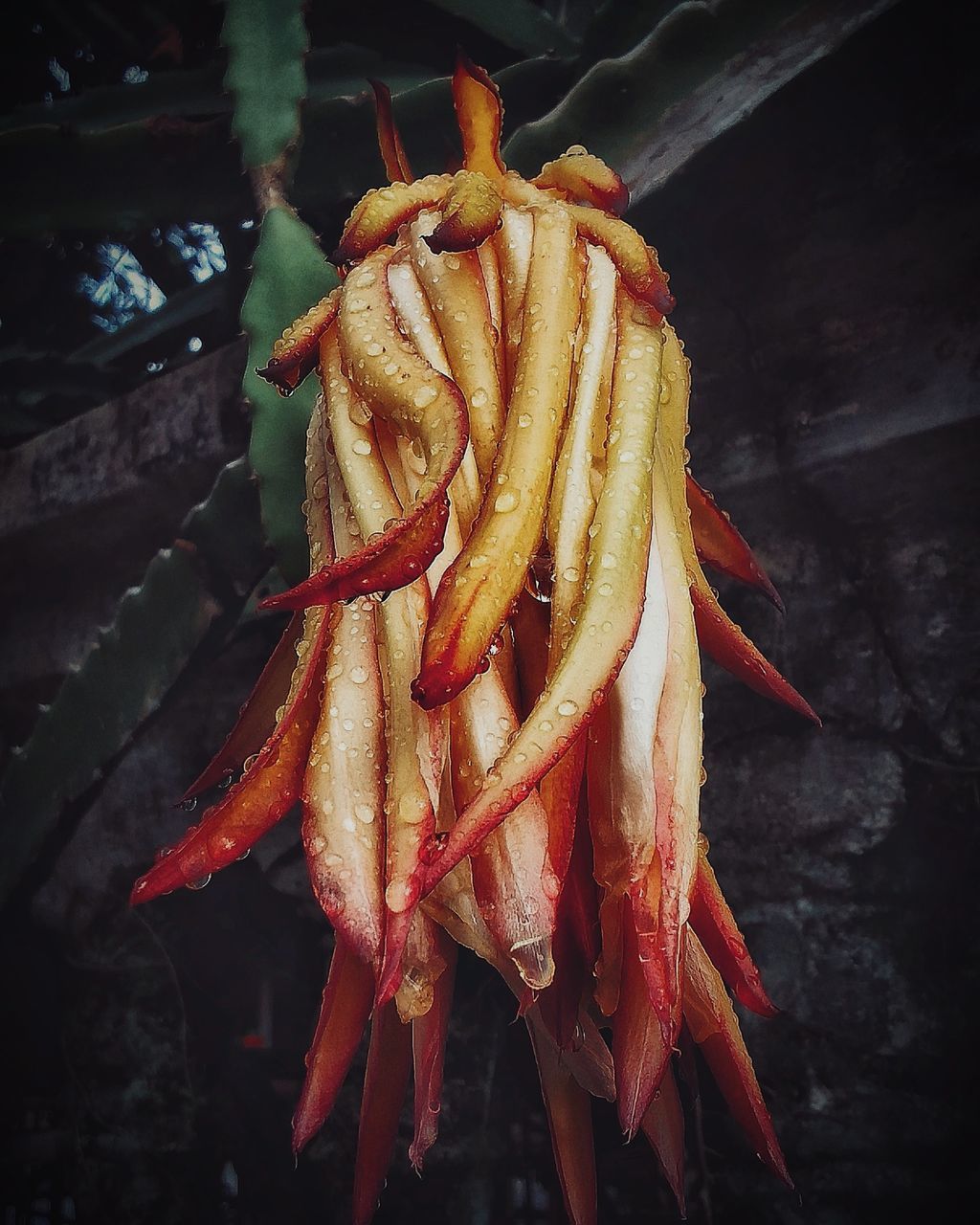 HIGH ANGLE VIEW OF RED CHILI PEPPERS FOR SALE