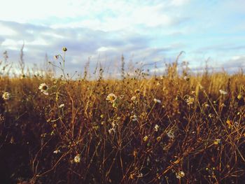 Close-up of fresh plants in field against sky