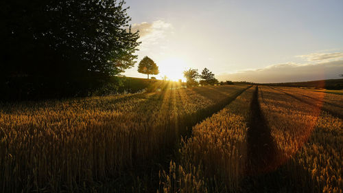 Scenic view of field against sky during sunset