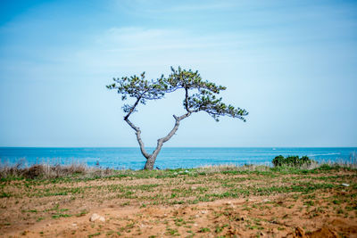Tree and grass on field against sea