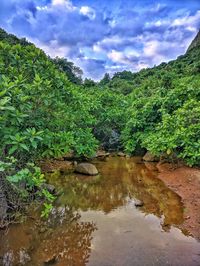 Scenic view of river amidst trees in forest against sky