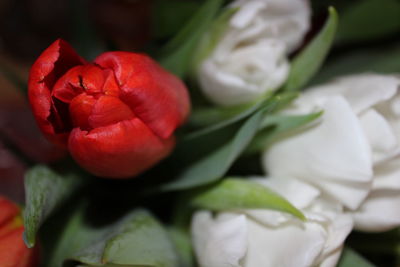 Close-up of red rose