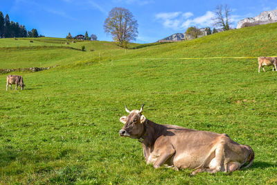 Cows grazing on field against sky