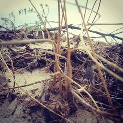 Close-up of grass